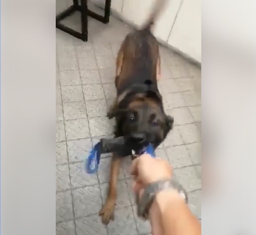 警方澄清沒有警犬因吸入催淚煙出現健康問題或引致死亡。(香港警察facebook) 警方澄清沒有警犬因吸入催淚煙出現健康問題或引致死亡。(香港警察facebook)