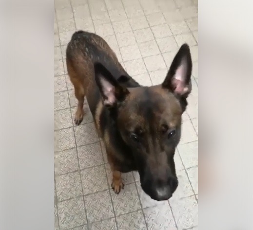 警方澄清沒有警犬因吸入催淚煙出現健康問題或引致死亡。(香港警察facebook) 警方澄清沒有警犬因吸入催淚煙出現健康問題或引致死亡。(香港警察facebook)