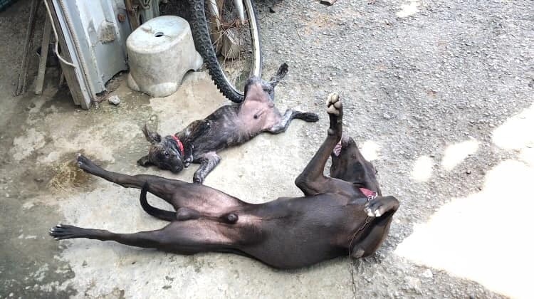 歐歐經常也會擺出這種睡姿。(Facebook@米克斯傳奇) 歐歐經常也會擺出這種睡姿。(Facebook@米克斯傳奇)