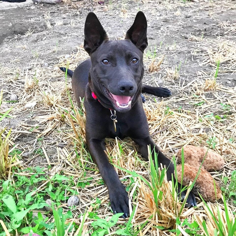 但原來只是虛驚一場!(Facebook@米克斯傳奇) 但原來只是虛驚一場!(Facebook@米克斯傳奇)