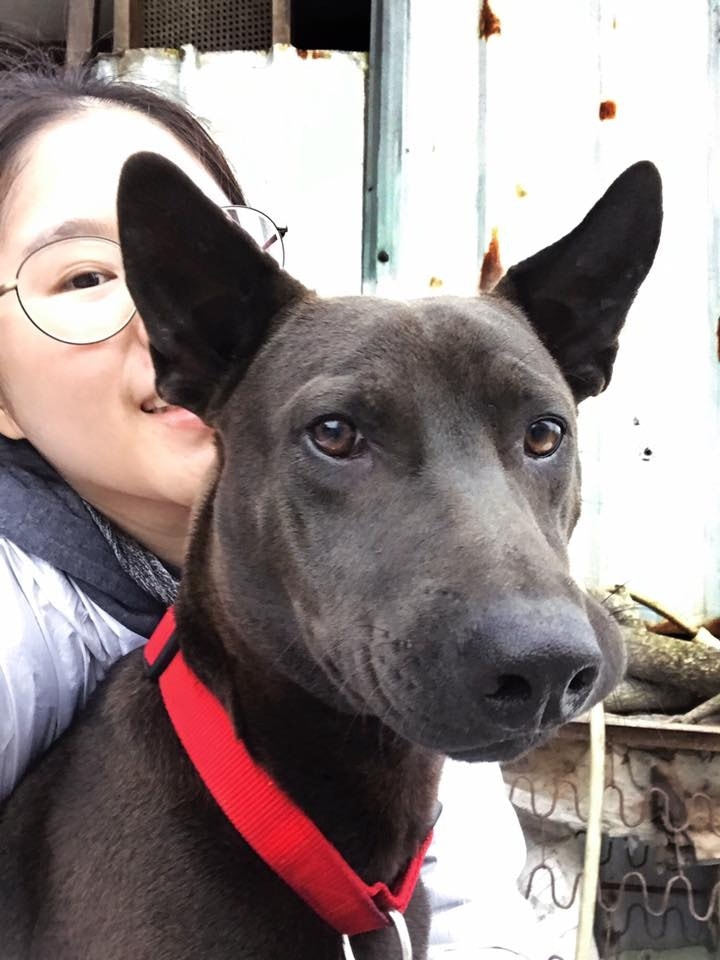 女飼主當下以為牠被毒殺,隨即準備放聲痛哭。(Facebook@米克斯傳奇) 女飼主當下以為牠被毒殺,隨即準備放聲痛哭。(Facebook@米克斯傳奇)