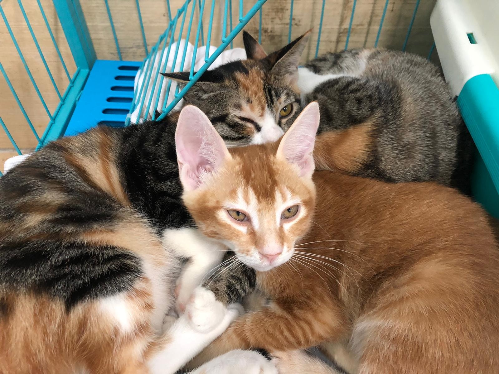 屯門礦山村動物收容所「Hand in Paw」昨日受到不明氣體侵襲,全數37隻貓狗需緊急撤離。 屯門礦山村動物收容所「Hand in Paw」昨日受到不明氣體侵襲,全數37隻貓狗需緊急撤離。