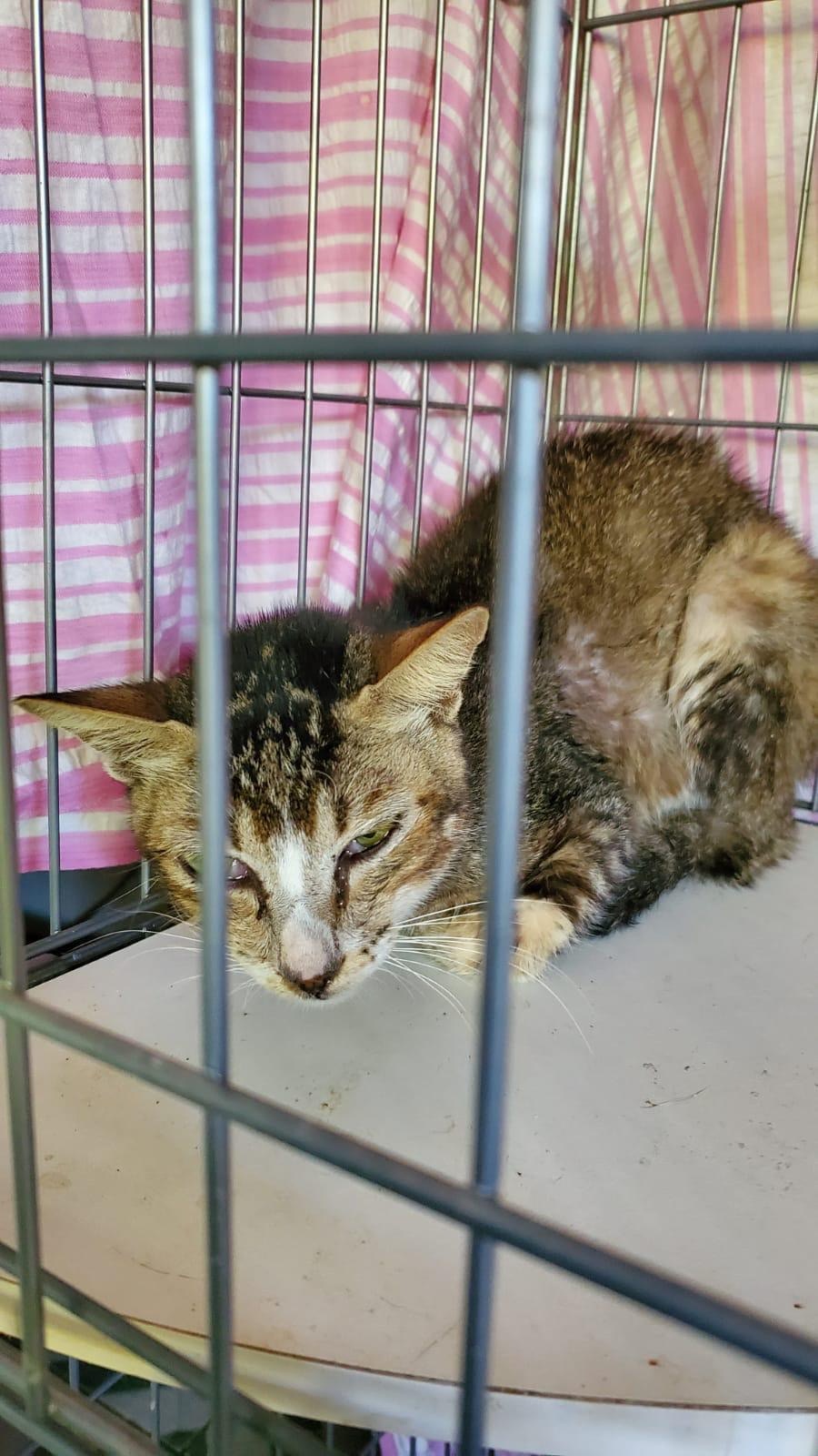 義工緊急把52隻貓狗撤離收容所。(受訪者提供) 義工緊急把52隻貓狗撤離收容所。(受訪者提供)