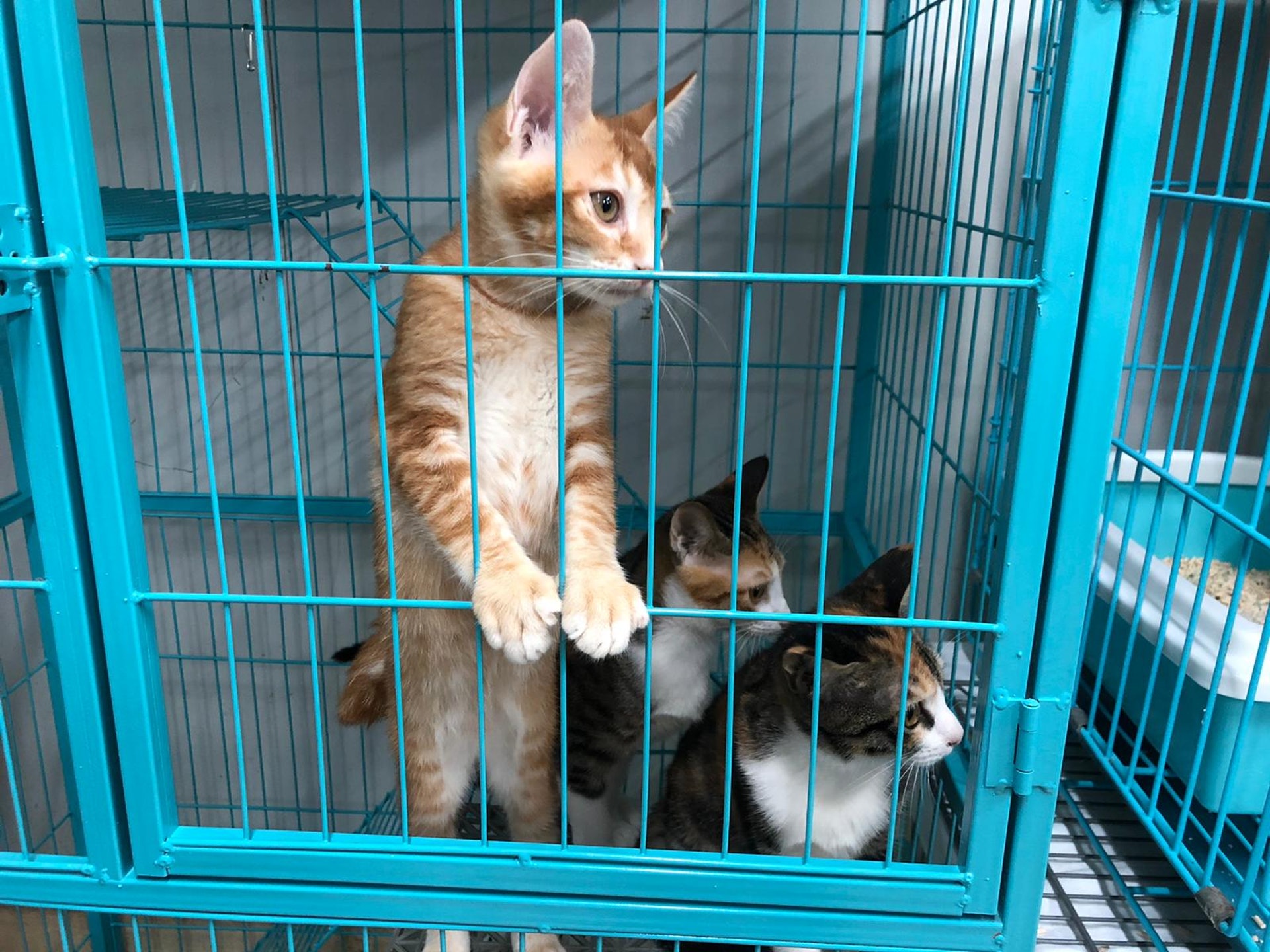 位於屯門礦山村的動物收容所「Hand in Paw」昨日(10月28日)受到不明氣體侵襲。(受訪者提供) 位於屯門礦山村的動物收容所「Hand in Paw」昨日(10月28日)受到不明氣體侵襲。(受訪者提供)