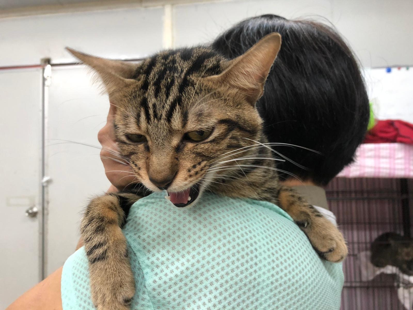 昨日下午接近4時,收容所義工開始出現不適症狀,包括呼吸困難、咳嗽。(受訪者提供) 昨日下午接近4時,收容所義工開始出現不適症狀,包括呼吸困難、咳嗽。(受訪者提供)