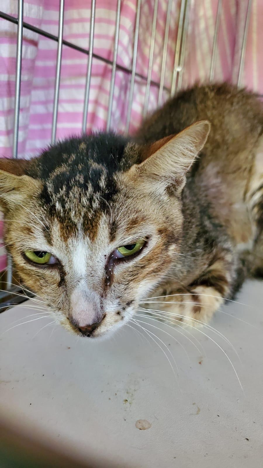 有貓隻昨日受不明氣體影響而感到不適。(受訪者提供) 有貓隻昨日受不明氣體影響而感到不適。(受訪者提供)