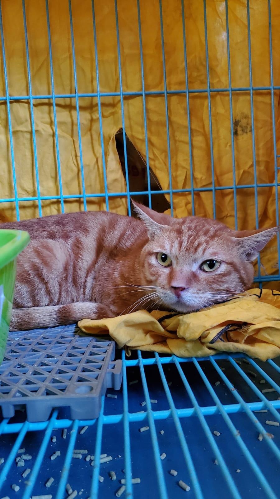 大部份貓隻都有咳、流眼淚的情況。(受訪者提供) 大部份貓隻都有咳、流眼淚的情況。(受訪者提供)