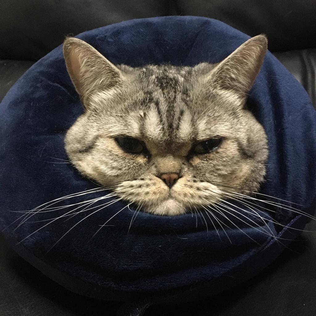 有貓貓自7月起突然出現皮膚過敏症狀,改飲樽裝水後情況明顯好轉。(受訪者提供) 有貓貓自7月起突然出現皮膚過敏症狀,改飲樽裝水後情況明顯好轉。(受訪者提供)