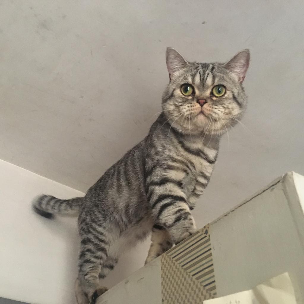 貓貓食慾大增及不再腹瀉嘔吐。(受訪者提供) 貓貓食慾大增及不再腹瀉嘔吐。(受訪者提供)