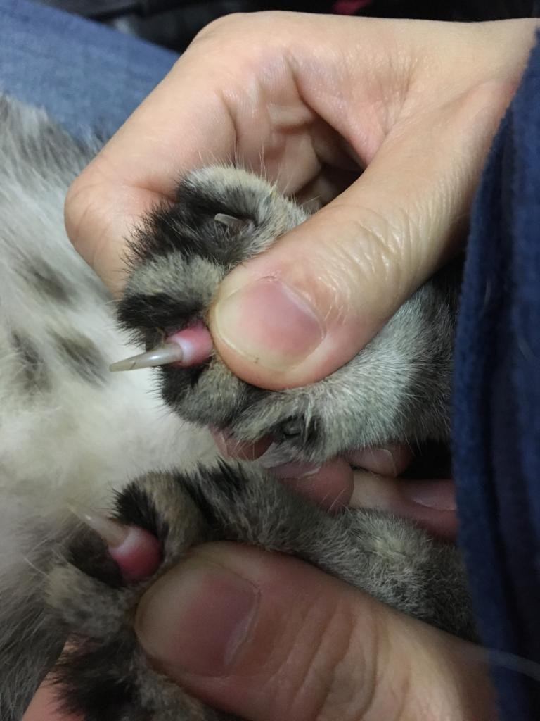 貓貓情況於上月突然惡化,腳掌發臭,更開始腹瀉嘔吐。(受訪者提供) 貓貓情況於上月突然惡化,腳掌發臭,更開始腹瀉嘔吐。(受訪者提供)