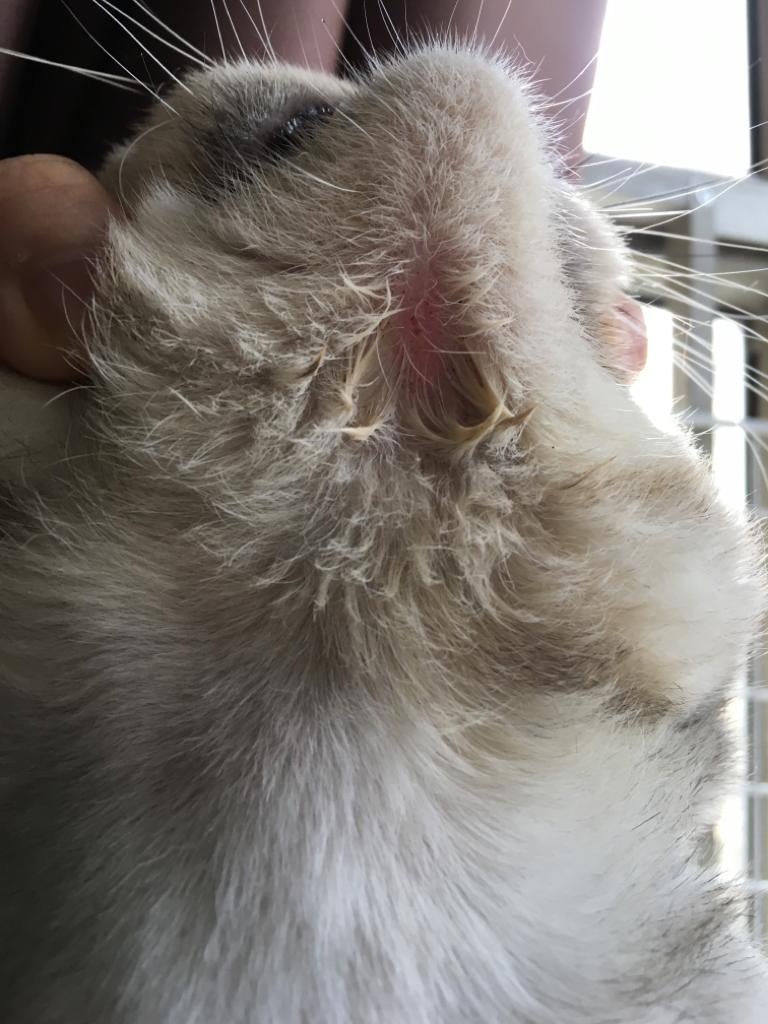 貓貓自7月起突然出現皮膚過敏症狀。(受訪者提供) 貓貓自7月起突然出現皮膚過敏症狀。(受訪者提供)