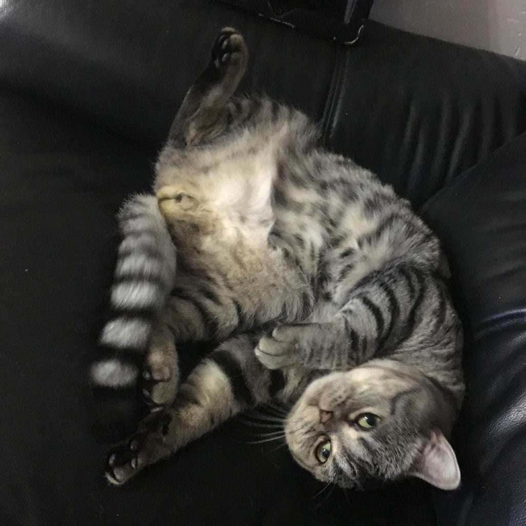 自7月起出現的敏感情況亦已「斷尾」。(受訪者提供) 自7月起出現的敏感情況亦已「斷尾」。(受訪者提供)