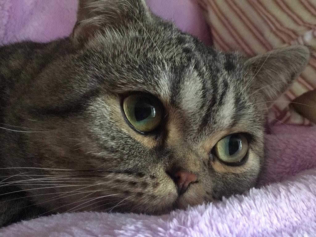 家人懷疑情況與警方曾狂射催淚彈有關,擔心催淚氣體已融入食水,遂為貓貓改購樽裝水。(受訪者提供) 家人懷疑情況與警方曾狂射催淚彈有關,擔心催淚氣體已融入食水,遂為貓貓改購樽裝水。(受訪者提供)