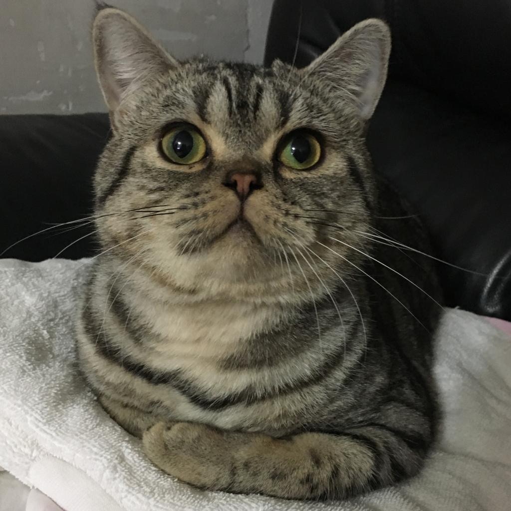 兩天後,貓貓情況明顯改善。(受訪者提供) 兩天後,貓貓情況明顯改善。(受訪者提供)