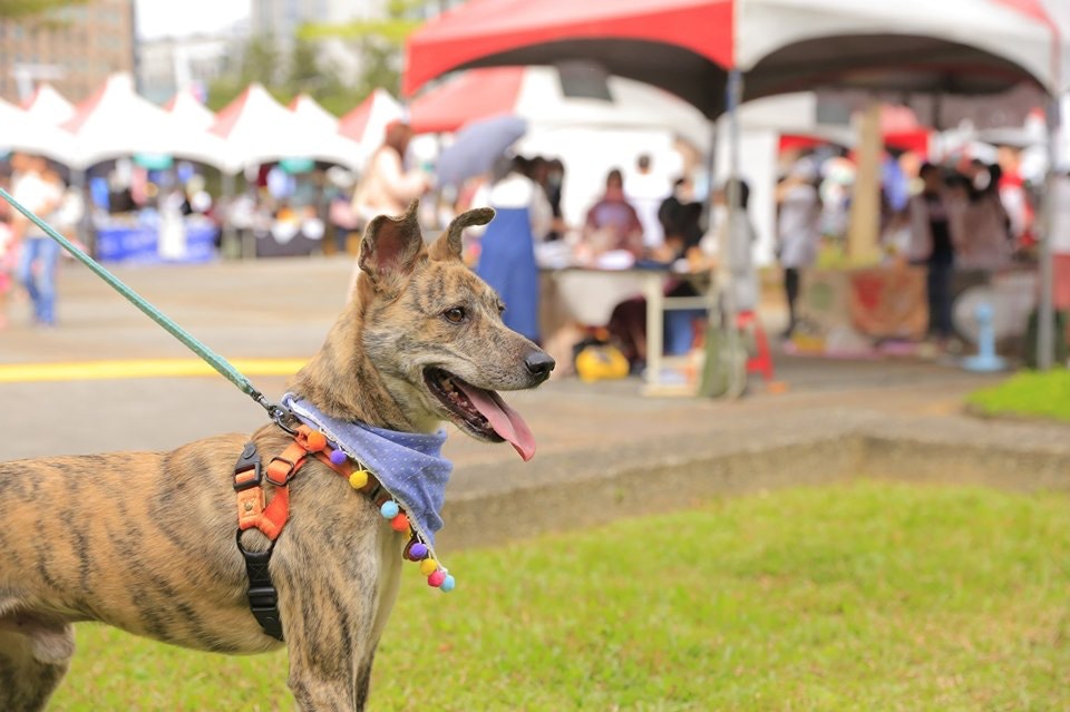 虎斑狗升降機遇怕狗鄰居下秒做出這窩心舉動獲激讚有禮貌 虎斑狗升降機遇怕狗鄰居下秒做出這窩心舉動獲激讚有禮貌