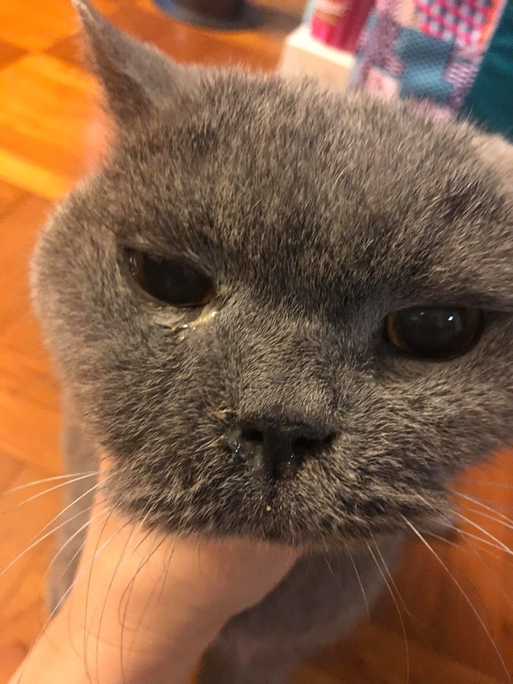 不少寵主也反映家中毛孩因催淚煙而不適。(Facebook圖片) 不少寵主也反映家中毛孩因催淚煙而不適。(Facebook圖片)