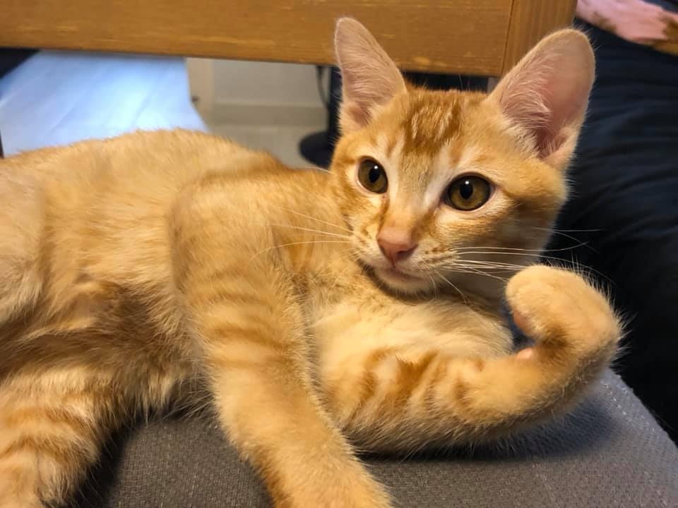 有網民貼出家中主子玉照,笑言「瞓身支持」Lawrence。(Facebook@天下貓貓一樣貓) 有網民貼出家中主子玉照,笑言「瞓身支持」Lawrence。(Facebook@天下貓貓一樣貓)