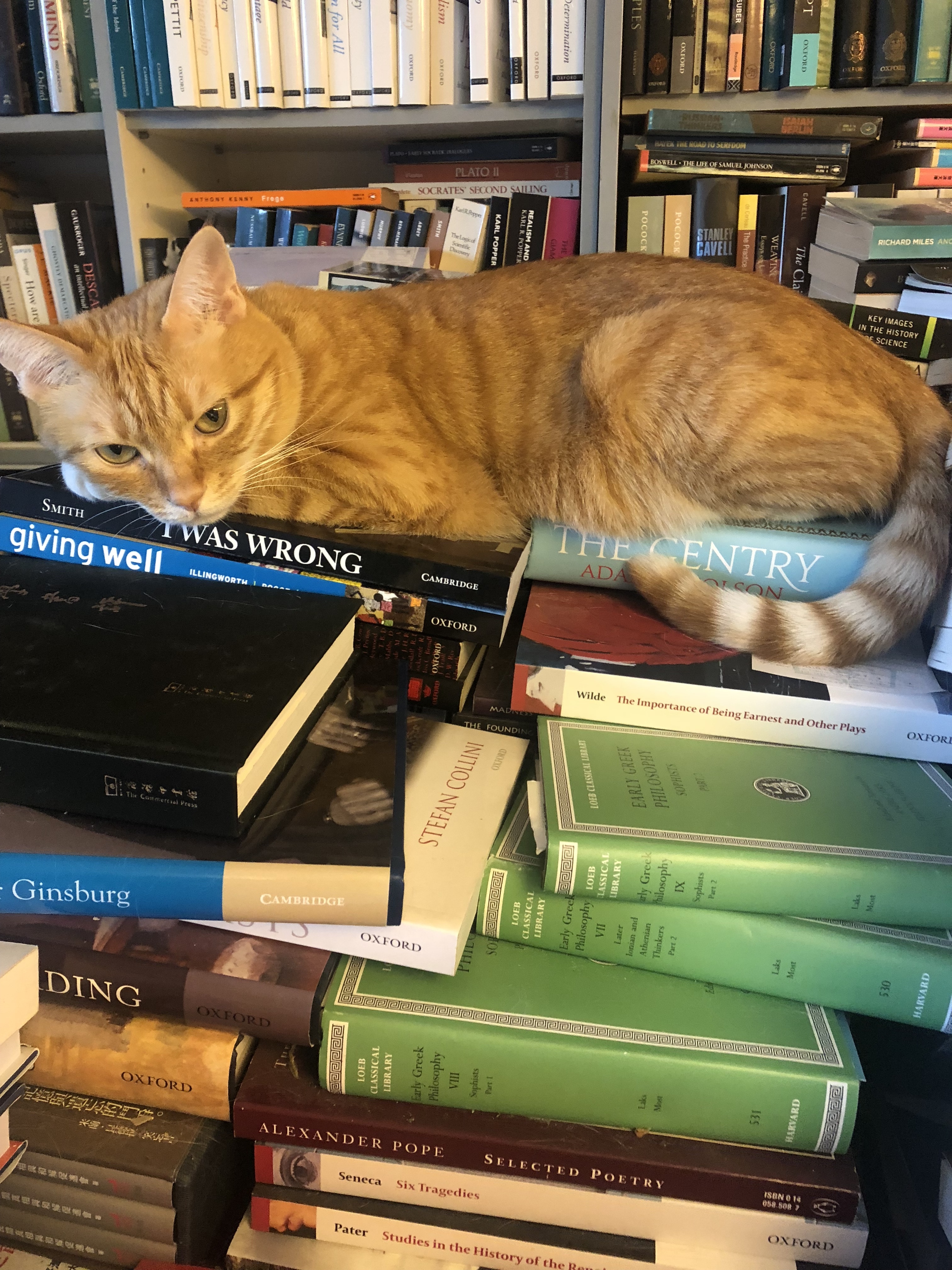 橫額上的主角正是貓女Dworkin。(受訪者提供) 橫額上的主角正是貓女Dworkin。(受訪者提供)