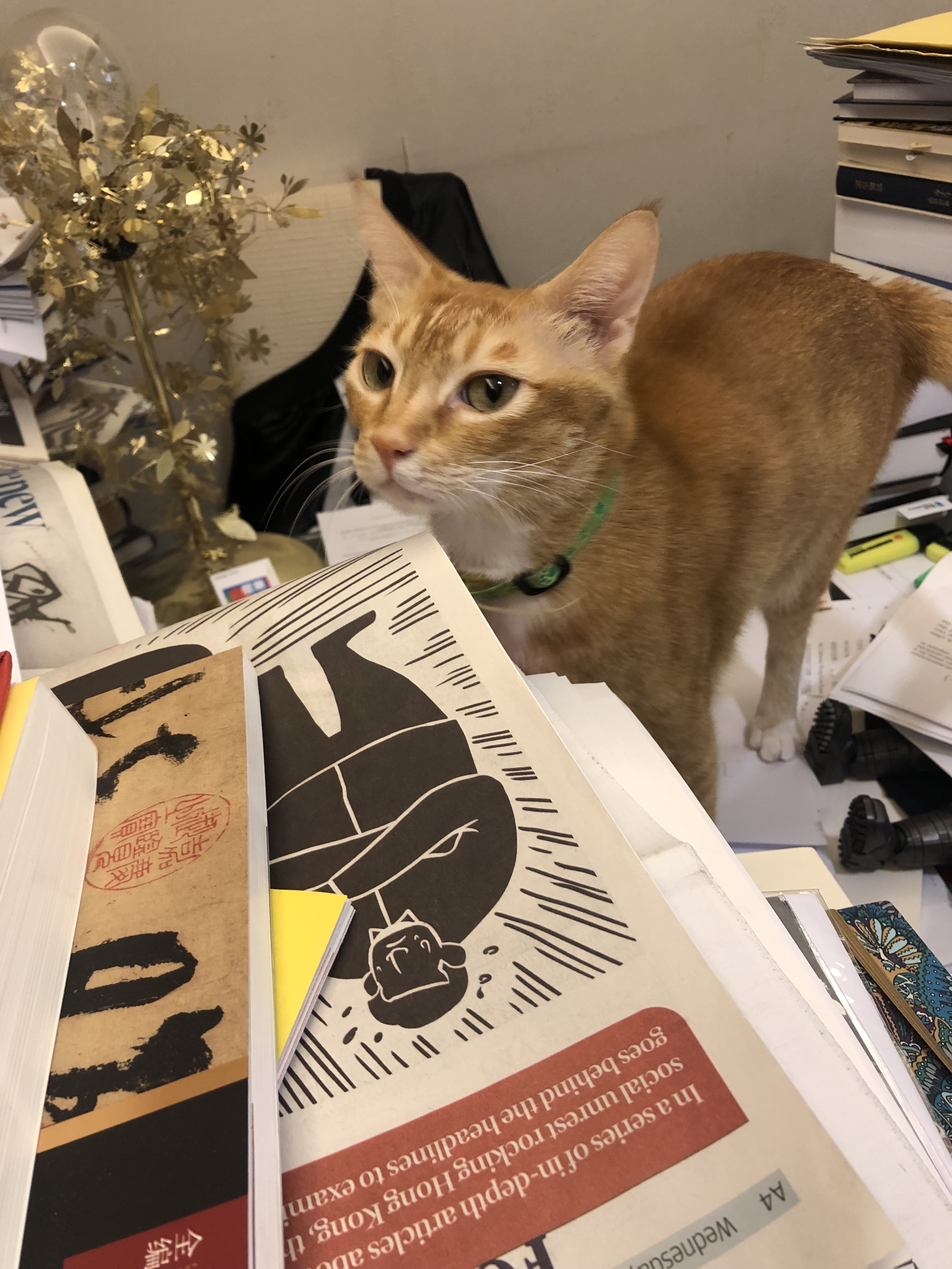 當時他的友人救起3隻垂危的幼貓,經治療後,將其中兩隻交予他照顧。(受訪者提供) 當時他的友人救起3隻垂危的幼貓,經治療後,將其中兩隻交予他照顧。(受訪者提供)