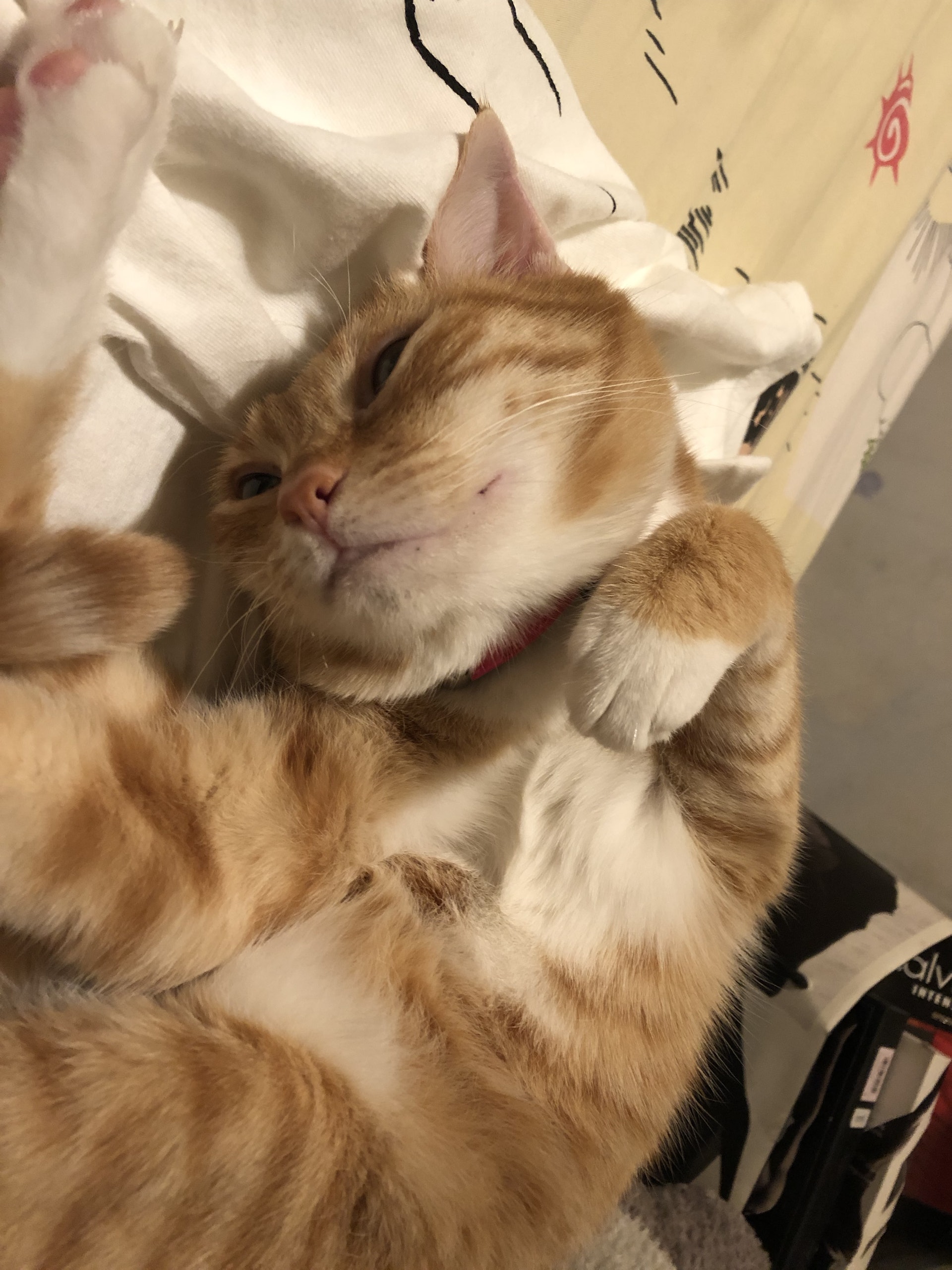 Lawrence自5年多前起,踏上貓奴之路。(受訪者提供) Lawrence自5年多前起,踏上貓奴之路。(受訪者提供)