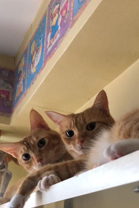 Lawrence家中養有兩隻橘貓,分別名為「Dworkin」和「陳寅恪」。(受訪者提供) Lawrence家中養有兩隻橘貓,分別名為「Dworkin」和「陳寅恪」。(受訪者提供)