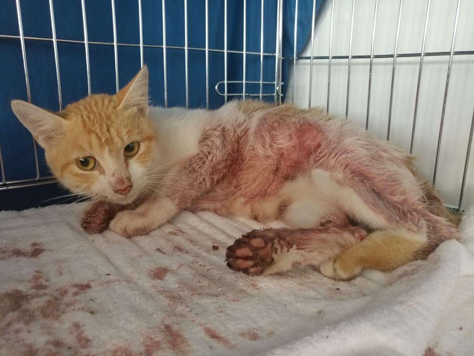 橘貓媽寶在大埔公路遇上車禍,導致膀胱、子宮、後肢多處出現問題。(受訪者提供) 橘貓媽寶在大埔公路遇上車禍,導致膀胱、子宮、後肢多處出現問題。(受訪者提供)