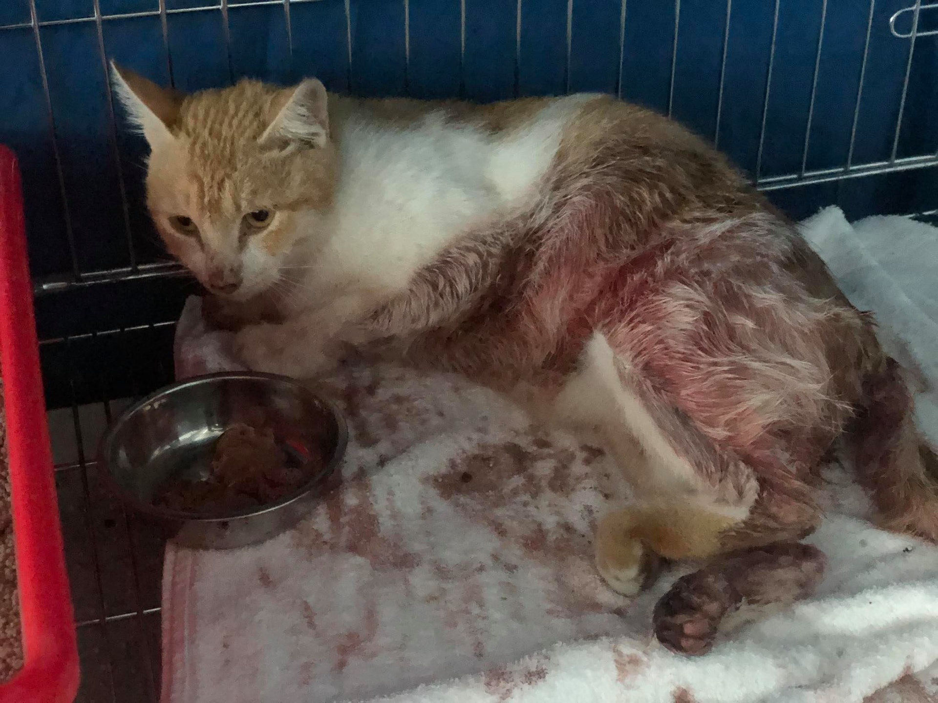 令牠無法再像正常貓咪般靈活。(受訪者提供) 令牠無法再像正常貓咪般靈活。(受訪者提供)