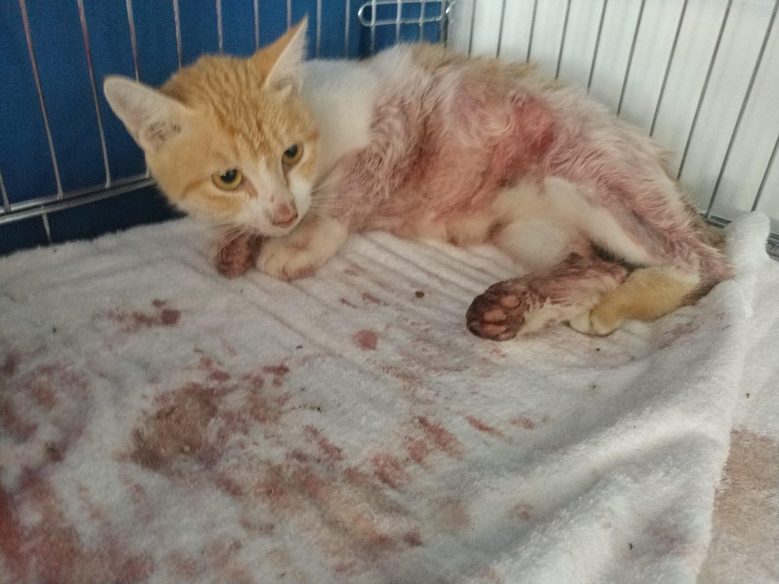 一場車禍奪走了牠的孩子們。(受訪者提供) 一場車禍奪走了牠的孩子們。(受訪者提供)