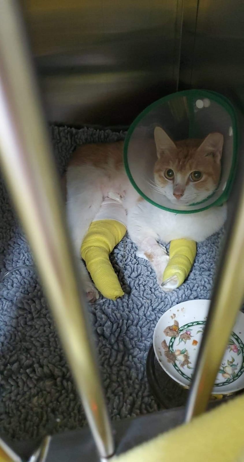 接受手術後,媽寶的情況已漸轉樂觀。(受訪者提供) 接受手術後,媽寶的情況已漸轉樂觀。(受訪者提供)