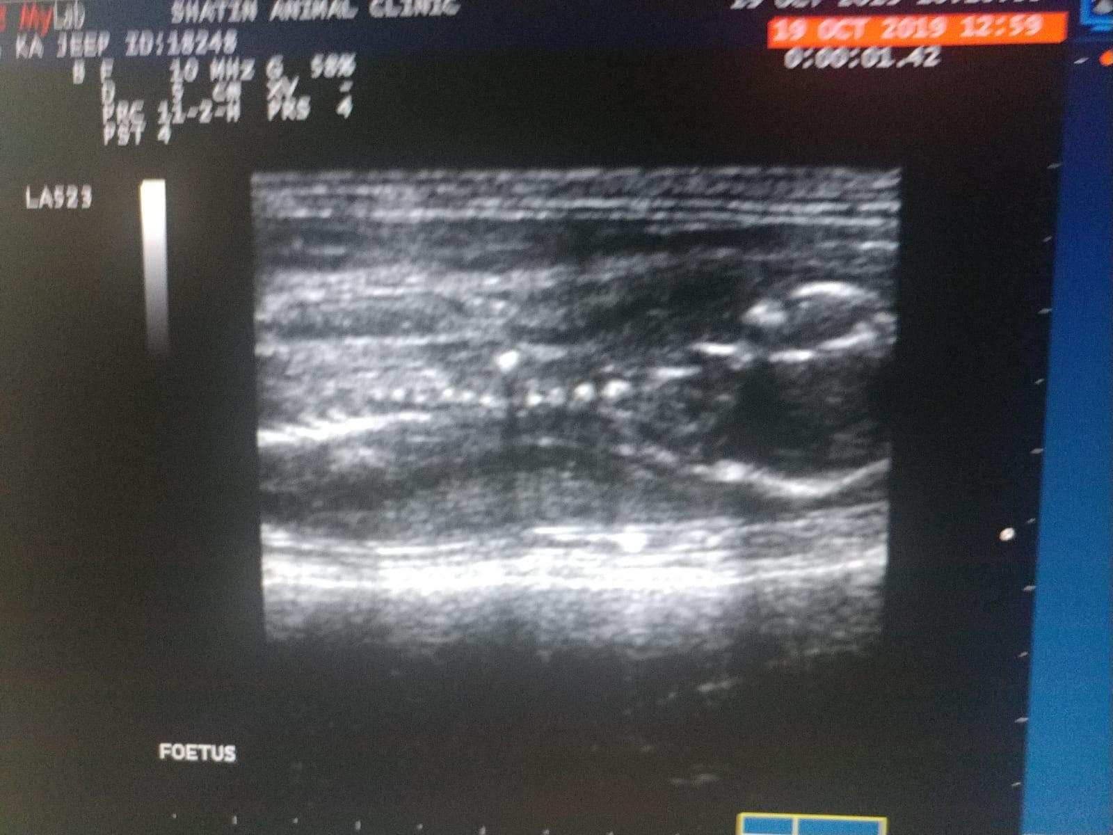 醫生為媽寶照超聲波,發現腹中仍有3隻小貓。(受訪者提供) 醫生為媽寶照超聲波,發現腹中仍有3隻小貓。(受訪者提供)