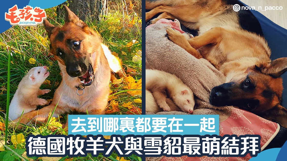 雪貂 德國牧羊犬超sweet形影不離主人 像是養了兩條狗