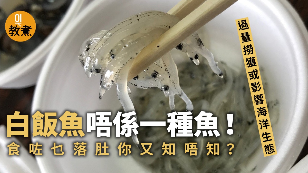 【飲食熱話】白飯魚唔系單一魚種？過量捕撈、食用恐影響海洋生態