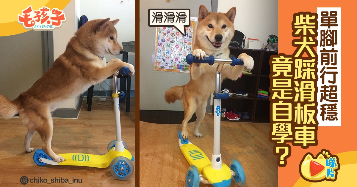 柴犬踩滑板車自學成才 網民嚇呆 智商好像比我高