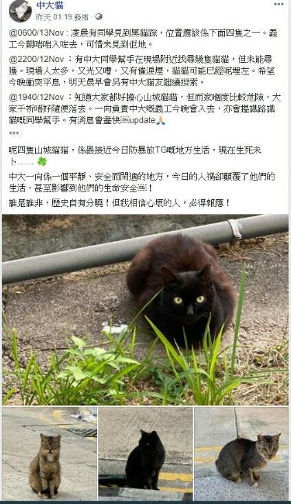 中大流浪貓關注團體「中大貓」facebook專頁昨天(12日)凌晨發文指有4隻貓咪失蹤。(facebook圖片:中大貓) 中大流浪貓關注團體「中大貓」facebook專頁昨天(12日)凌晨發文指有4隻貓咪失蹤。(facebook圖片:中大貓)