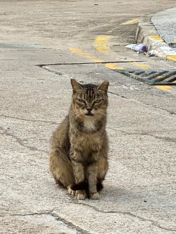 到目前貓義工仍未掌握貓咪行蹤。(facebook圖片:中大貓) 到目前貓義工仍未掌握貓咪行蹤。(facebook圖片:中大貓)