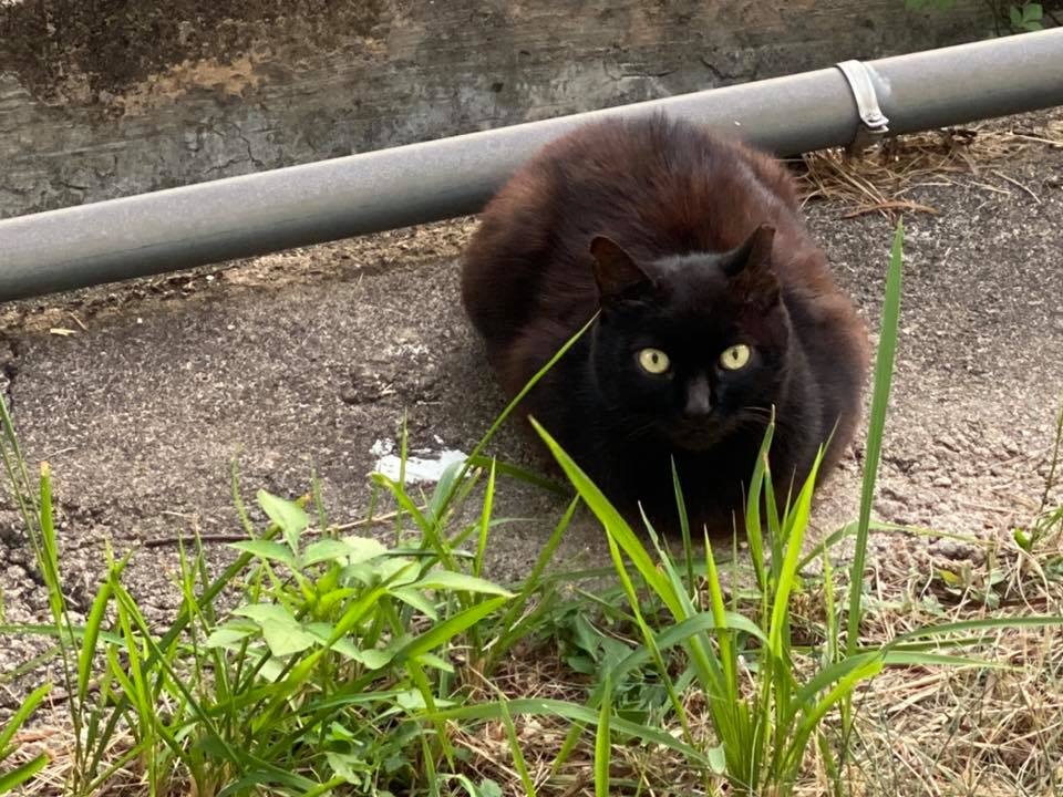 昨天起,有4隻中大貓下落不明。(facebook圖片:中大貓) 昨天起,有4隻中大貓下落不明。(facebook圖片:中大貓)