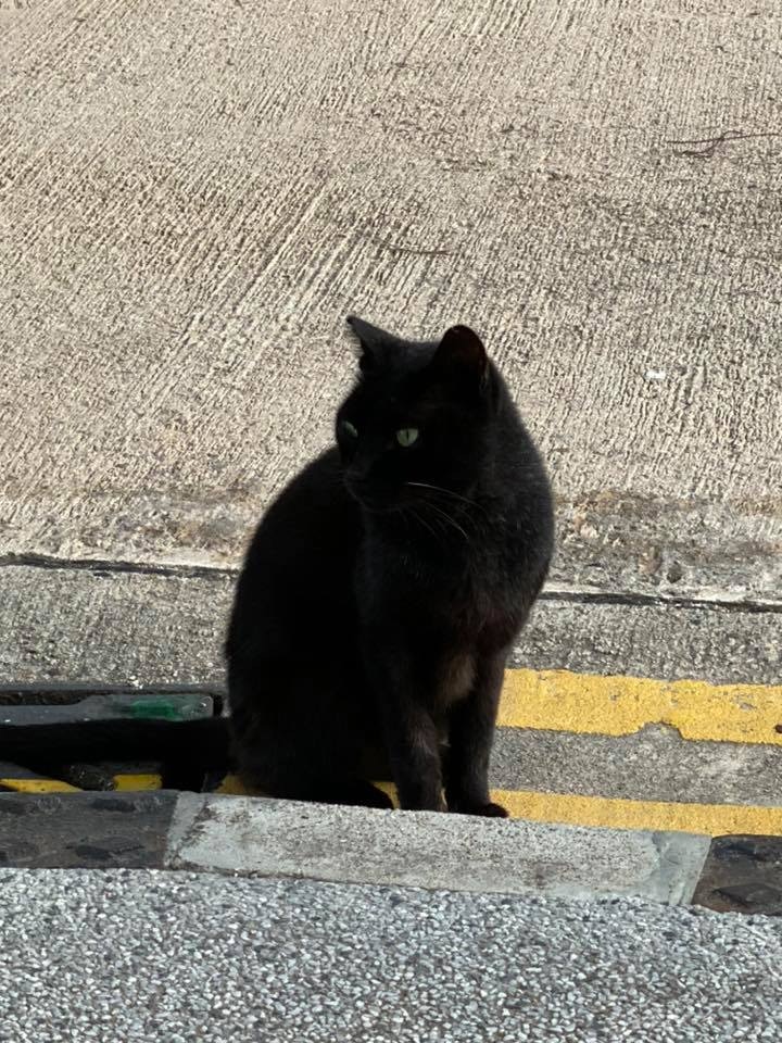 有中大貓義工昨天晚上曾於校園尋貓。(facebook圖片:中大貓) 有中大貓義工昨天晚上曾於校園尋貓。(facebook圖片:中大貓)