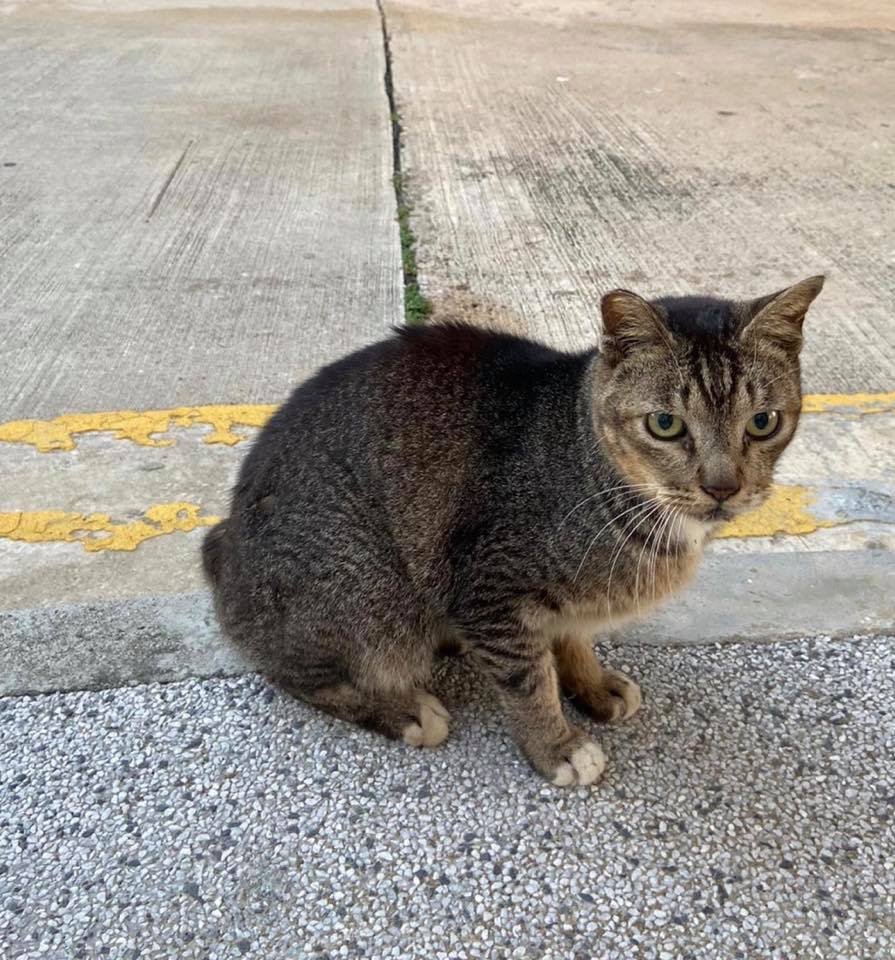 有中大學生留言指,今天凌晨曾遇見類似的貓咪。(facebook圖片:中大貓) 有中大學生留言指,今天凌晨曾遇見類似的貓咪。(facebook圖片:中大貓)