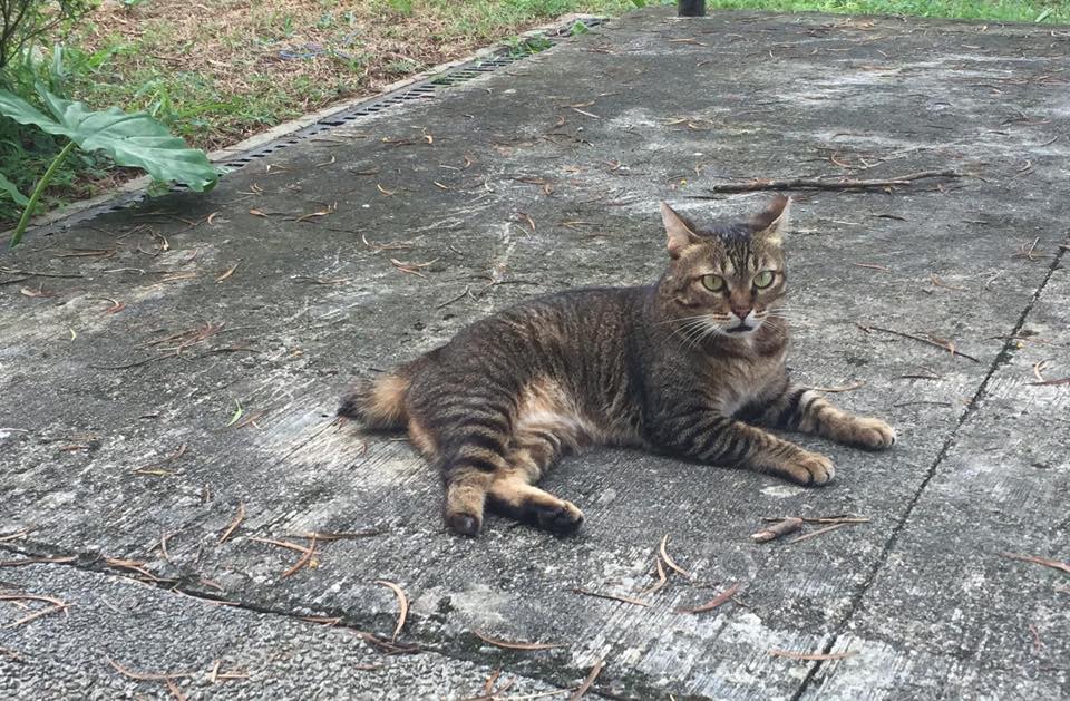 據悉,中大校園有超過20隻校園貓出沒。(facebook圖片:中大貓) 據悉,中大校園有超過20隻校園貓出沒。(facebook圖片:中大貓)