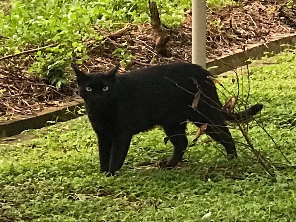 聲音響亮的「黑柴」。(facebook圖片:中大貓) 聲音響亮的「黑柴」。(facebook圖片:中大貓)
