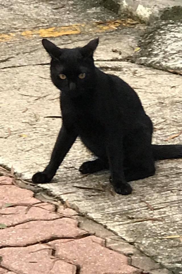 動作敏捷的「小望」。(facebook圖片:中大貓) 動作敏捷的「小望」。(facebook圖片:中大貓)