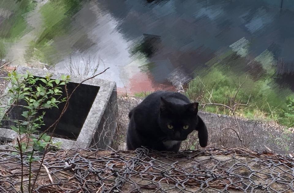 絕大部分中大貓已經絕育,確保牠們數量不會大增。(facebook圖片:中大貓) 絕大部分中大貓已經絕育,確保牠們數量不會大增。(facebook圖片:中大貓)