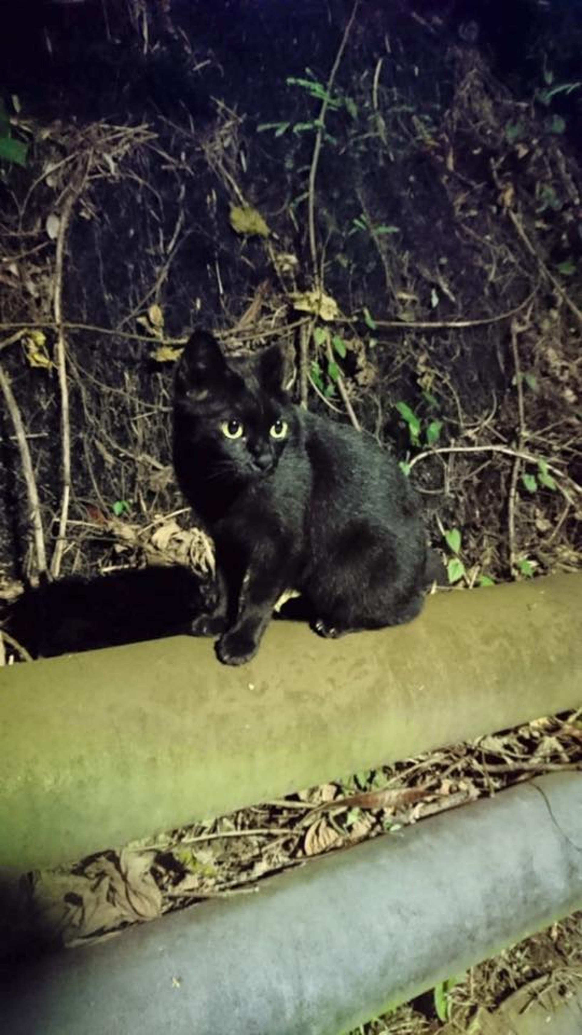 中大校園內有多隻黑貓,中大貓早前便為大家整理牠們的名字、性格。(facebook圖片:中大貓) 中大校園內有多隻黑貓,中大貓早前便為大家整理牠們的名字、性格。(facebook圖片:中大貓)