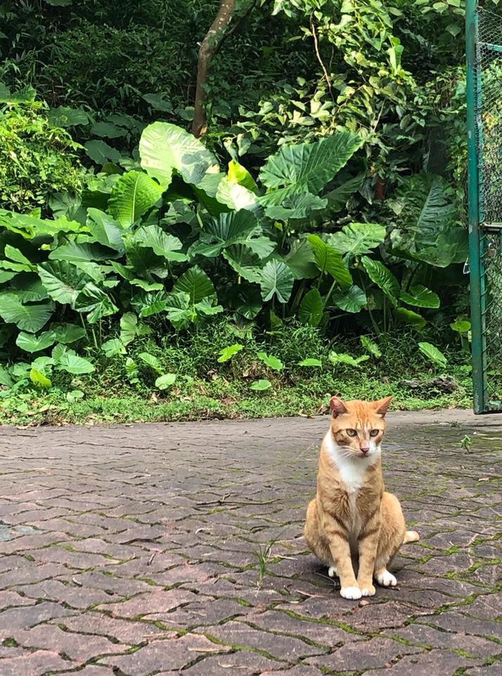 由於近期常發生虐貓事件,一旦曝露了大學貓的聚腳地,容易令貓星人成為虐貓狂徒的目標。(facebook圖片:中大貓) 由於近期常發生虐貓事件,一旦曝露了大學貓的聚腳地,容易令貓星人成為虐貓狂徒的目標。(facebook圖片:中大貓)