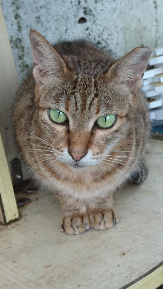 在中大貓專頁,中大同學上載貓貓照片時,也不會標注地點。(facebook圖片:中大貓) 在中大貓專頁,中大同學上載貓貓照片時,也不會標注地點。(facebook圖片:中大貓)