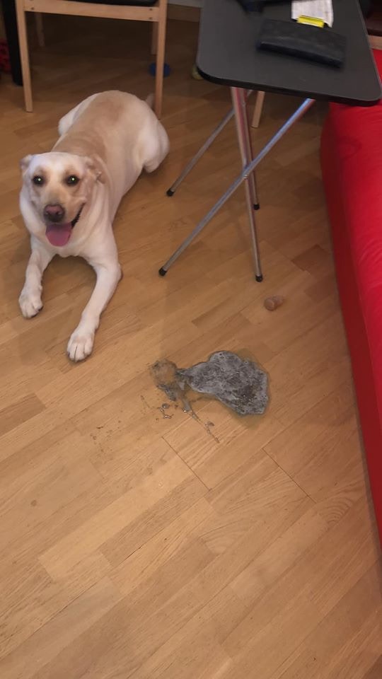 大粒回到家後隨即吐出一堆黑灰色的水,令飼主Herve感到訝異。(受訪者提供) 大粒回到家後隨即吐出一堆黑灰色的水,令飼主Herve感到訝異。(受訪者提供)