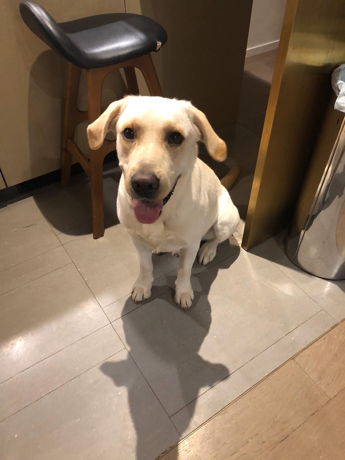 拉布拉多犬「大粒」因曾到訪將軍澳地鐵站一帶,疑吸入殘餘催淚煙。(受訪者提供) 拉布拉多犬「大粒」因曾到訪將軍澳地鐵站一帶,疑吸入殘餘催淚煙。(受訪者提供)