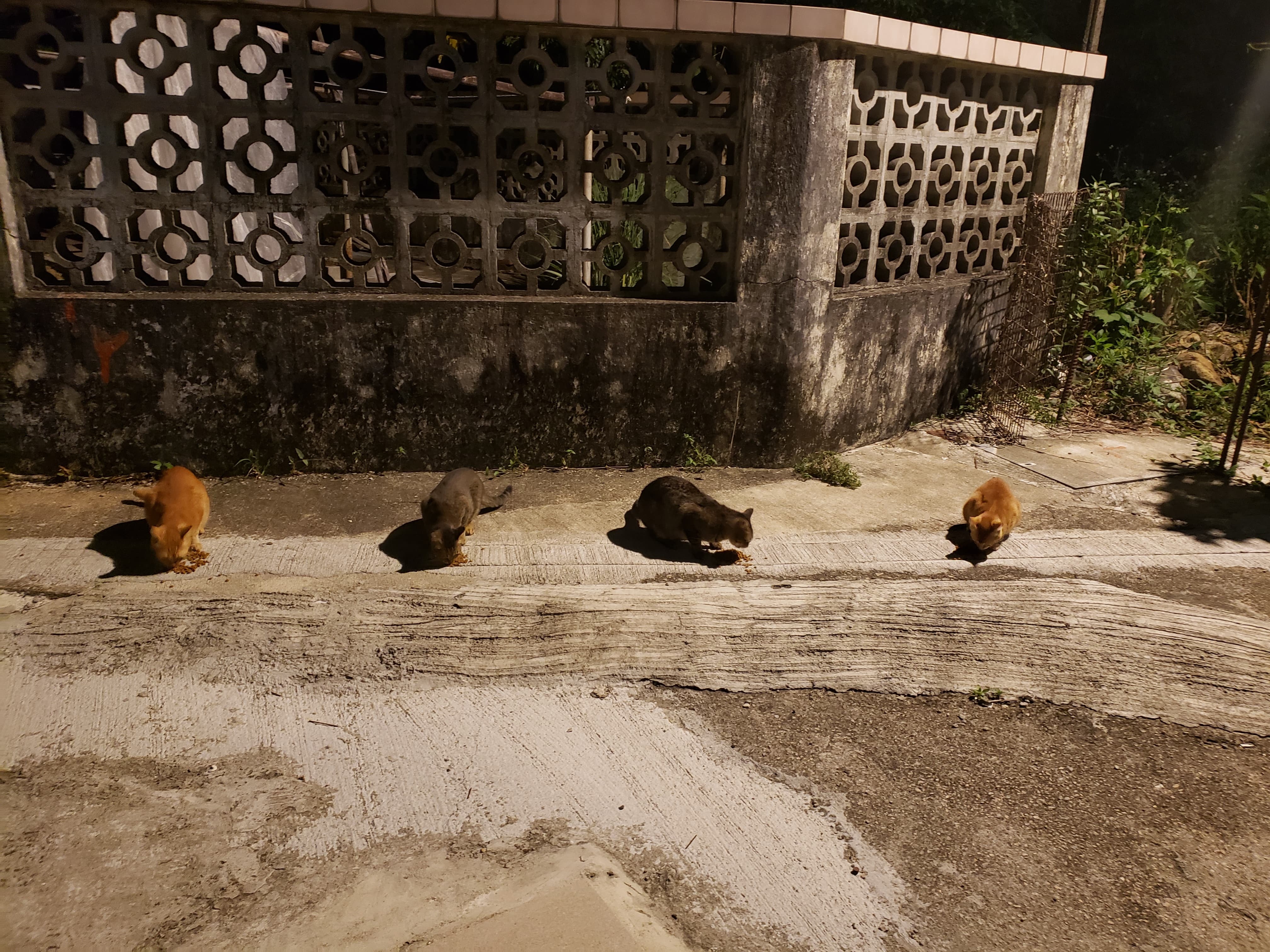 Sally過去兩年也有餵飼流浪貓的習慣,住所附近約共有6至7隻貓。(受訪者提供) Sally過去兩年也有餵飼流浪貓的習慣,住所附近約共有6至7隻貓。(受訪者提供)