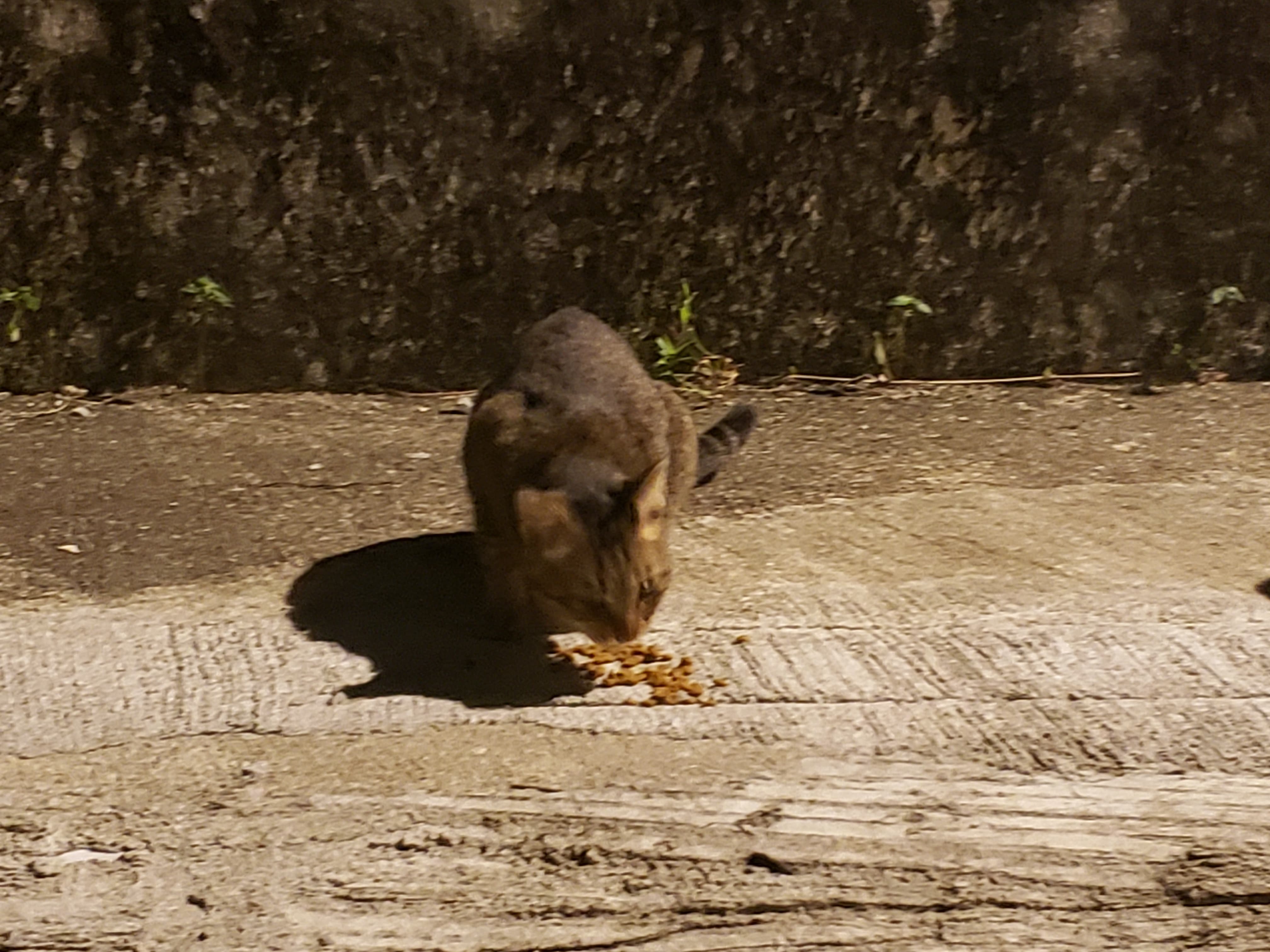 面對鄰居惡言相向,Sally雖感失落,但並無怪責之意。(受訪者提供) 面對鄰居惡言相向,Sally雖感失落,但並無怪責之意。(受訪者提供)