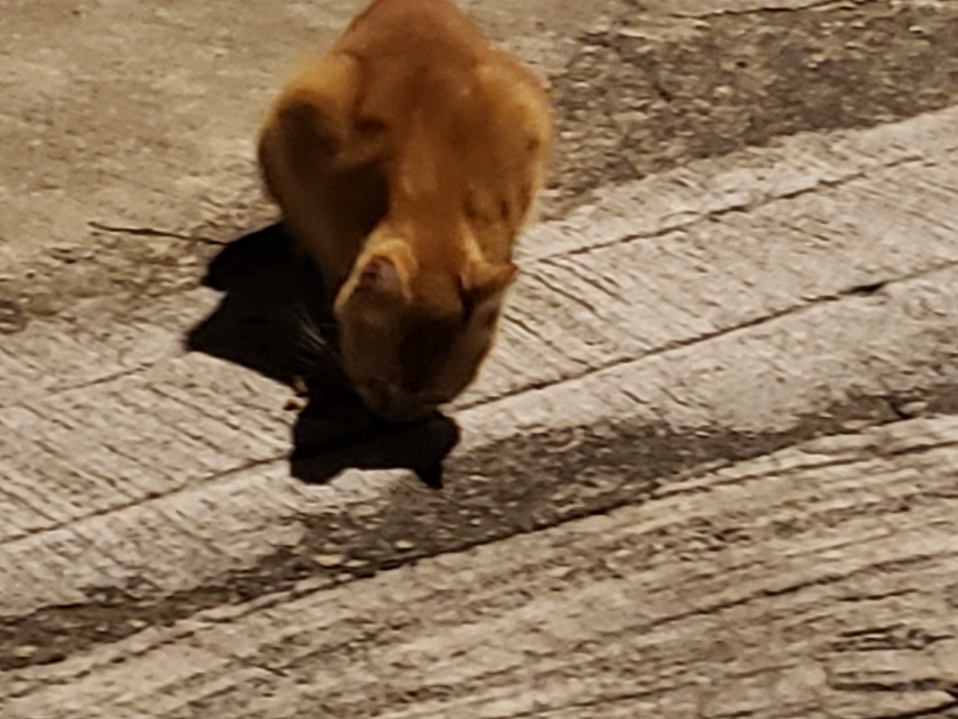 Sally指,該名鄰居的確已安裝多個網防止貓貓進入,但成效依然不大。(受訪者提供) Sally指,該名鄰居的確已安裝多個網防止貓貓進入,但成效依然不大。(受訪者提供)